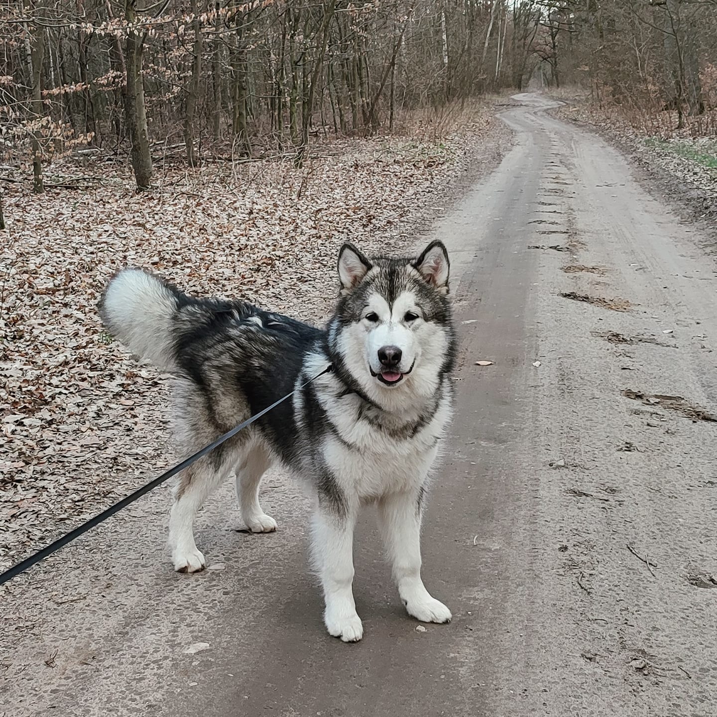 malamut na spacerze